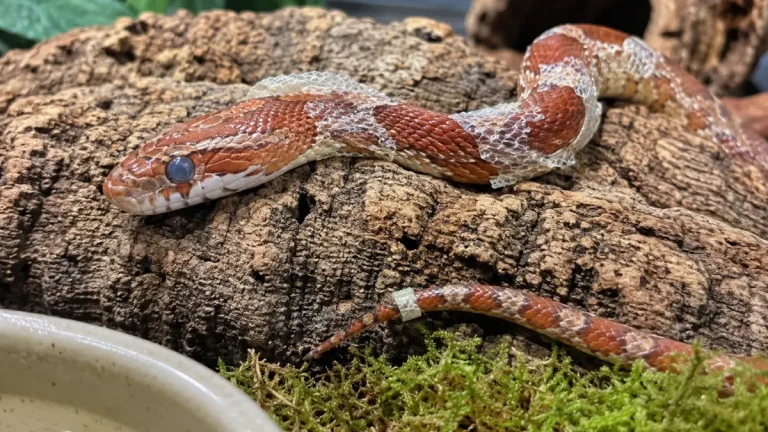 Un serpent des blés sur de l'écorce de liège présente un problème mue serpent avec un œil opaque laiteux et des lambeaux de vieille peau morte restés bloqués sur ses écailles.