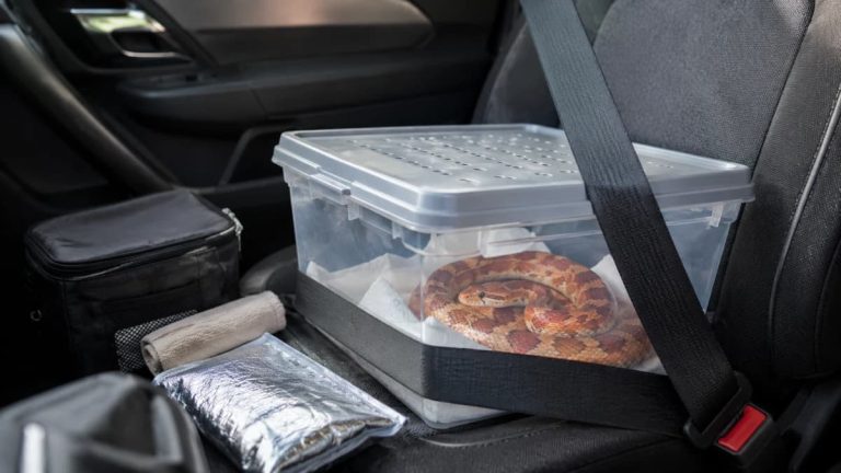 Une boîte sécurisée par une ceinture de sécurité pour transporter un reptile en voiture, contenant un serpent des blés installé sur du papier absorbant.